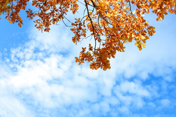 Orange fall leaves and oak tree branch against blue sky. Background for design. 