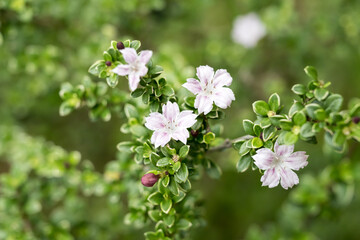Beautiful Snow Rose (Serissa japonica) flowers.