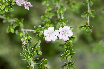 Beautiful Snow Rose (Serissa japonica) flowers.