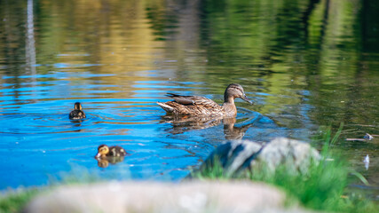 mother duck swims on the lake with her little cute ducklings, spring, summer, bird life