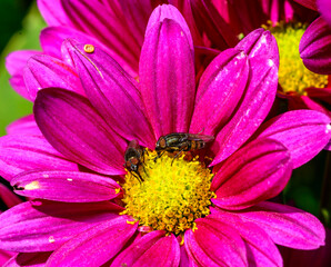 Flower fly hoverfly collects nectar on autumn flowers Chrysanthemum