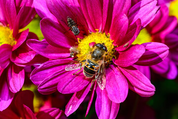 Batman hoverfly - Myathropa florea,  flower fly hoverfly collects nectar on autumn flowers Chrysanthemum