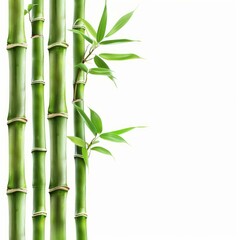 Green bamboo shoots growing on white background with copy space