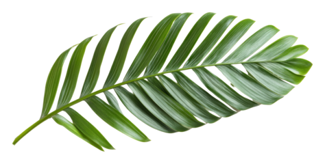 Palm leaf isolated on transparent background, botanical nature study concept