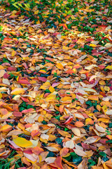 Autumn landscape, yellow and red sakura leaves fell on the grass under the tree