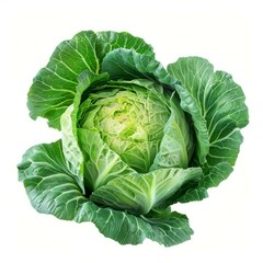 Fototapeta premium Fresh green cabbage with intact leaves isolated on white background