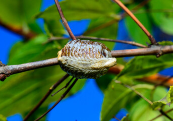 Hierodula transcaucasica - ootheca, a cocoon with eggs of an invasive mantis in Ukraine attached to a twig against the background of leaves