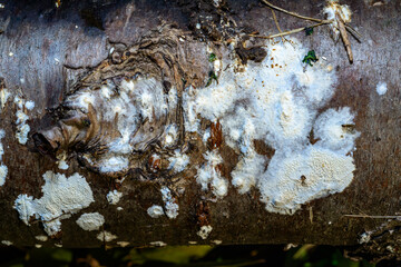 Postia rennyi, a thin layer of white fungus on the trunk of an old cherry, destroying the wood