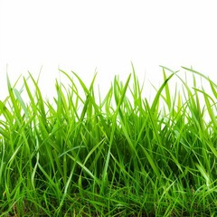 Fototapeta premium Freshly cut green grass growing against a solid white background