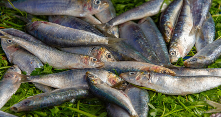 Fresh fish on the fishing port of Essaouira in Morocco