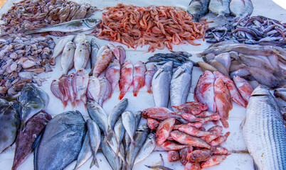 Fresh fish on the fishing port of Essaouira in Morocco