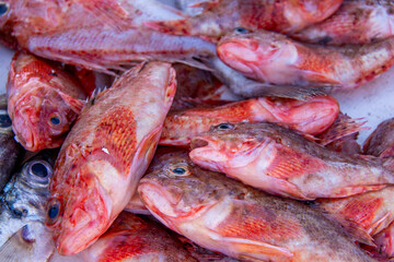 Fresh fish on the fishing port of Essaouira in Morocco