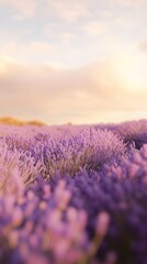 Obraz premium Lavender Field at Golden Sunset