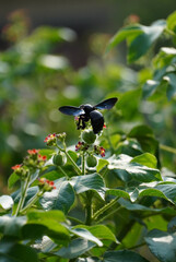 bee on the flower
