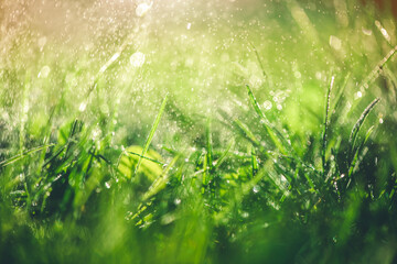 Grass with rain drops. Watering lawn. Rain. Blurred Grass Background