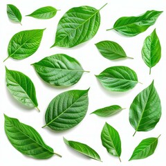 Fototapeta premium Fresh green leaves of dogwood tree lying on a white background, forming a pattern