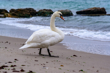 The mute swan Cygnus olor, adult bird resting on sandy shore of Black sea