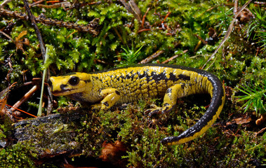 Feuersalamander // Fire salamander (Salamandra salamandra alfredschmidti)  - Tendi-Tal, Asturien, Spanien