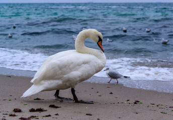 Fototapeta premium The mute swan Cygnus olor, adult bird slowly walks along sandy shore of Black Sea