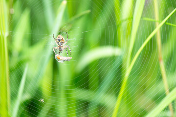 Araneus diadematus with a dead fly insect in the spider web, european garden spider, cross orbweaver, diadem spider, orangie, cross spider, crowned orb weaver 