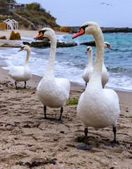 The mute swan Cygnus olor, group of adult white swans resting on sandy shore of Black Sea