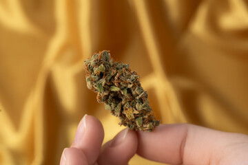 in a white young female hand a dry bud of medical marijuana. On a festive golden background