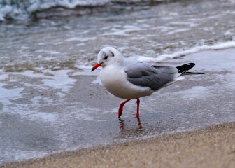 Black-headed Gull Larus ridibundus, birds rest on the shore and walk on the sand on the sandy beach, Black Sea