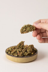 young white female hand holding dry buds of medical marijuana, next to it in a bowl there are more cannabis flowers. On a light background