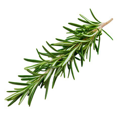 Fototapeta premium Fresh rosemary herb spice plant sprig isolated on white background healthy food ingredient cooking ingredient medicinal plant aromatherapy essential oil organic product natural flavoring culinary