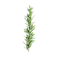 Fresh Rosemary Sprig Isolated on White Background Aromatic Herb Ingredient for Culinary and Medicinal Purposes Green Rosemary Twig Healthy Food Concept Natural Flavoring and Seasoning Close Up View