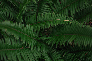 Ferns