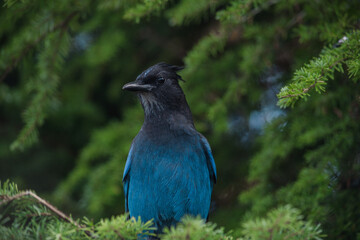 British Colombia stellers jay 