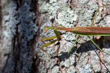 praying mantis on a tree