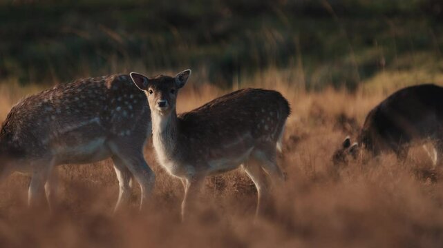 Young fallow deer grazing on a hill, meadow wildlife setting