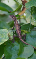 lizard on the tree