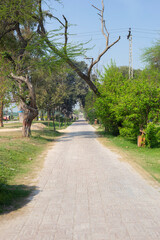 path in the park
