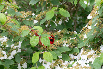 Red Cardinal in Snowy Tree