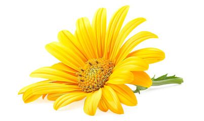 Obraz premium beautiful yellow daisy flower on a transparent background