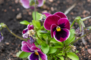 purple pansy in garden