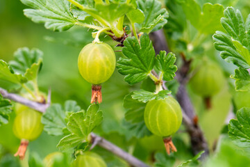 gooseberries on a branch