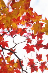 鮮やかに色づいたカエデの葉　白背景