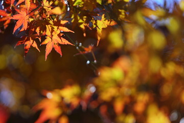 逆光に輝くオレンジ色のカエデの葉