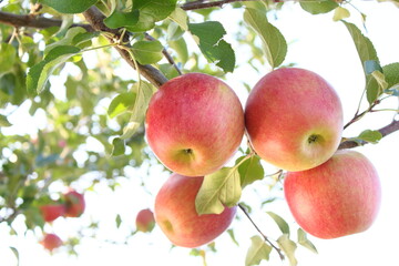 赤く色づいたりんごのクローズアップ