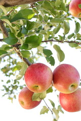 赤く色づいたりんごのクローズアップ