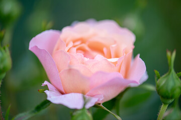 pink rose in garden