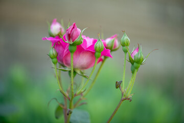 Magenta Rose