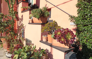 Succulents and cacti of different species in terracotta pots outside in sunny weather. Nature and beauty near house. 