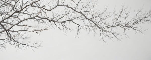 Obraz premium Intricate network of bare branches on a pure white background , nature, graphic