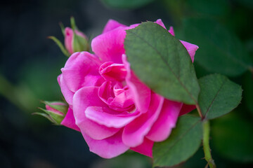 Magenta Rose