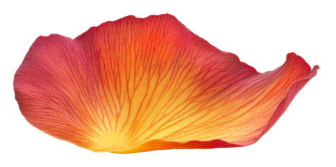 Single red and yellow petal isolated on transparent background, botanical close-up. Nature and plant anatomy concept